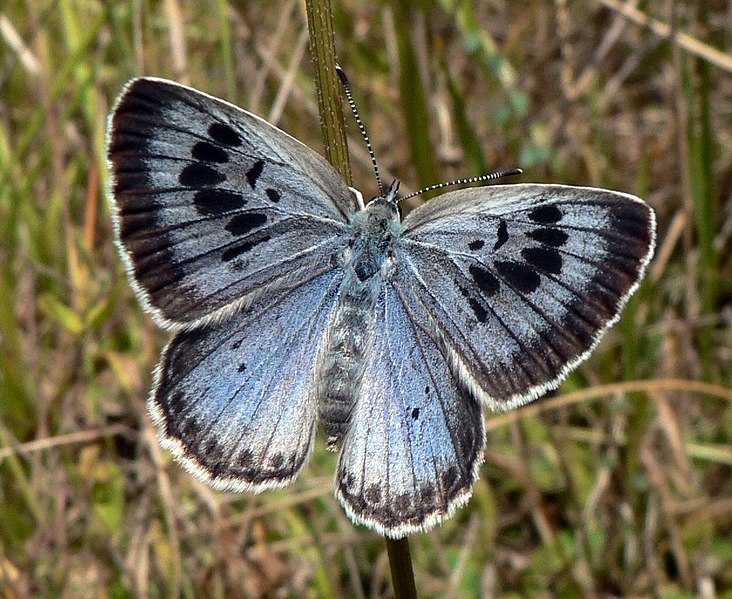 732px-Maculinea_arion_Large_Blue_Upperside_SFrance_2009-07-18