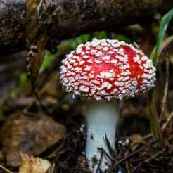 mushroom-fly-agaric-toxic-red-fly-agaric-mushroom-45845